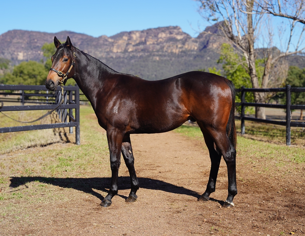 Tarzino (NZ) / Set for Joy (AUS) 2024 Colt - Image 1