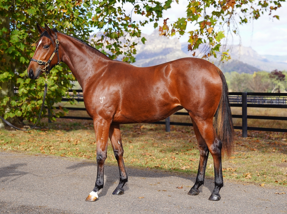 Home Affairs (AUS) / Set to Unleash (AUS) 2024 Filly - Image 1