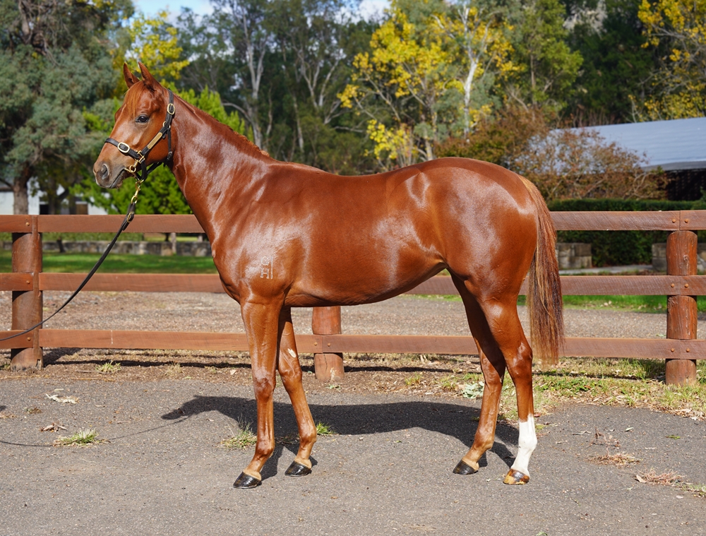 Best of Bordeaux (AUS) / Shemai (NZ) 2024 Filly - Image 1
