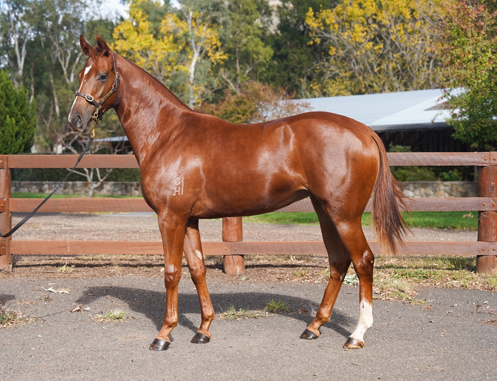 Ole Kirk (AUS) / Speed Princess (AUS) 2024 Filly - Image 1
