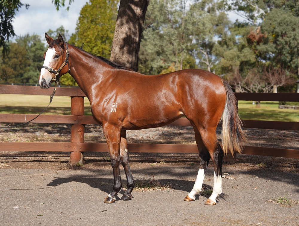 Better Than Ready (AUS) / Stavanger (AUS) 2024 Filly - Image 1