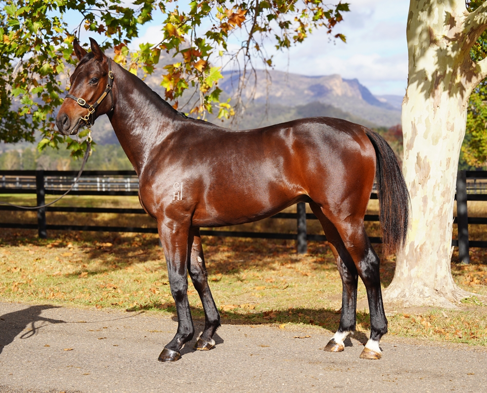 Zoustar (AUS) / Sweet Home Alabama (AUS) 2024 Colt - Image 1