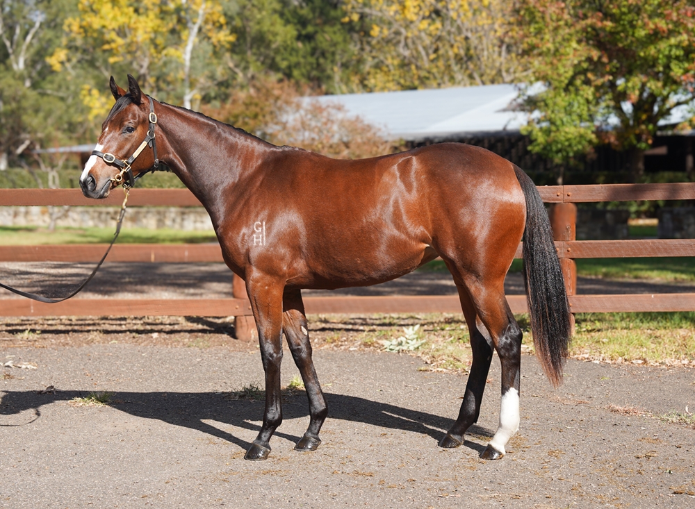 Best of Bordeaux (AUS) / Tuscany Lady (AUS) 2024 Filly - Image 1