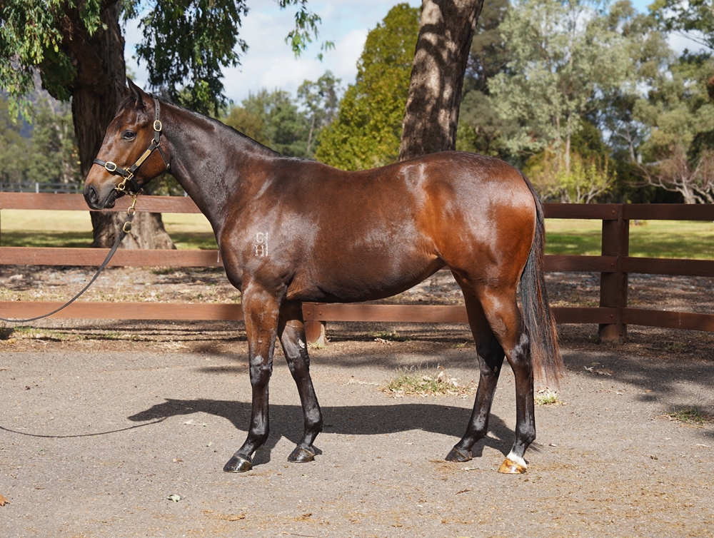 Star Turn (AUS) / You're Funny (AUS) 2024 Filly - Image 1
