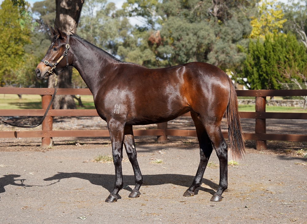 So You Think (NZ) / Zastava (AUS) 2024 Filly - Image 1