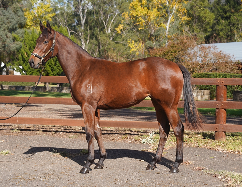Zousain (AUS) / Zubara (AUS) 2024 Filly - Image 1