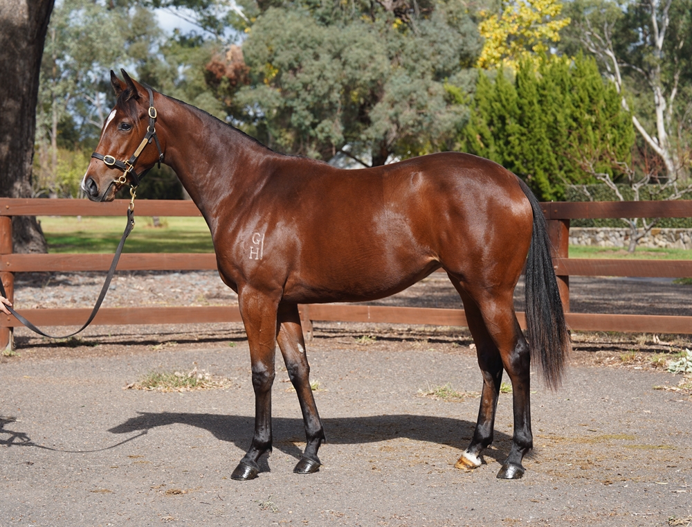 Supido (AUS) / All in a Row (AUS) 2024 Filly - Image 1