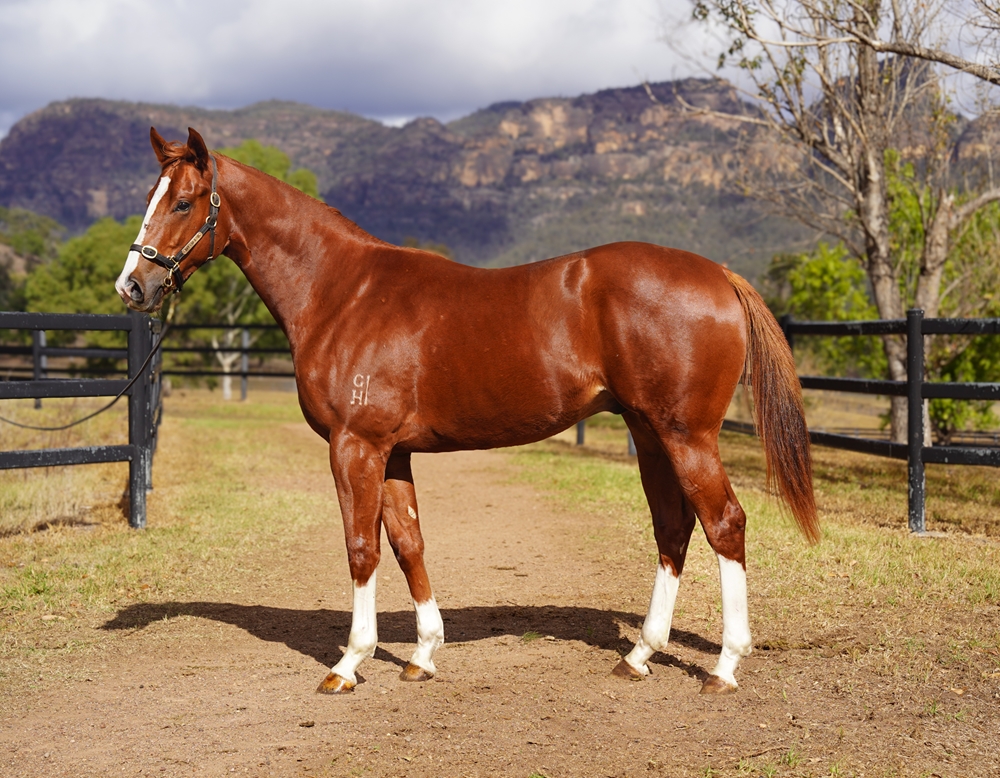 Headwater (AUS) / Alpine Explorer (NZ) 2024 Colt - Image 1