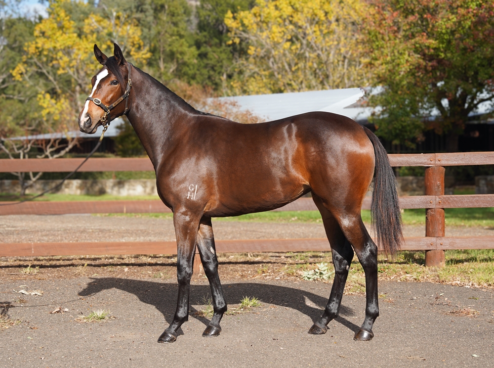 So You Think (NZ) / Ashburton (AUS) 2024 Filly - Image 1