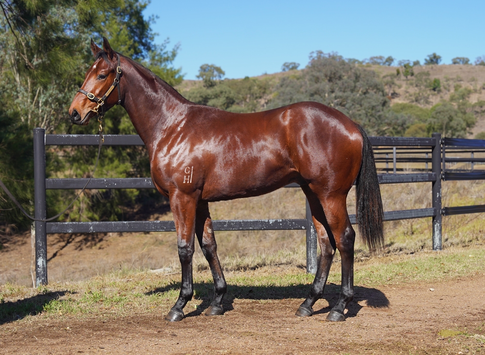 All Too Hard (AUS) / Bislieri (AUS) 2024 Colt - Image 1