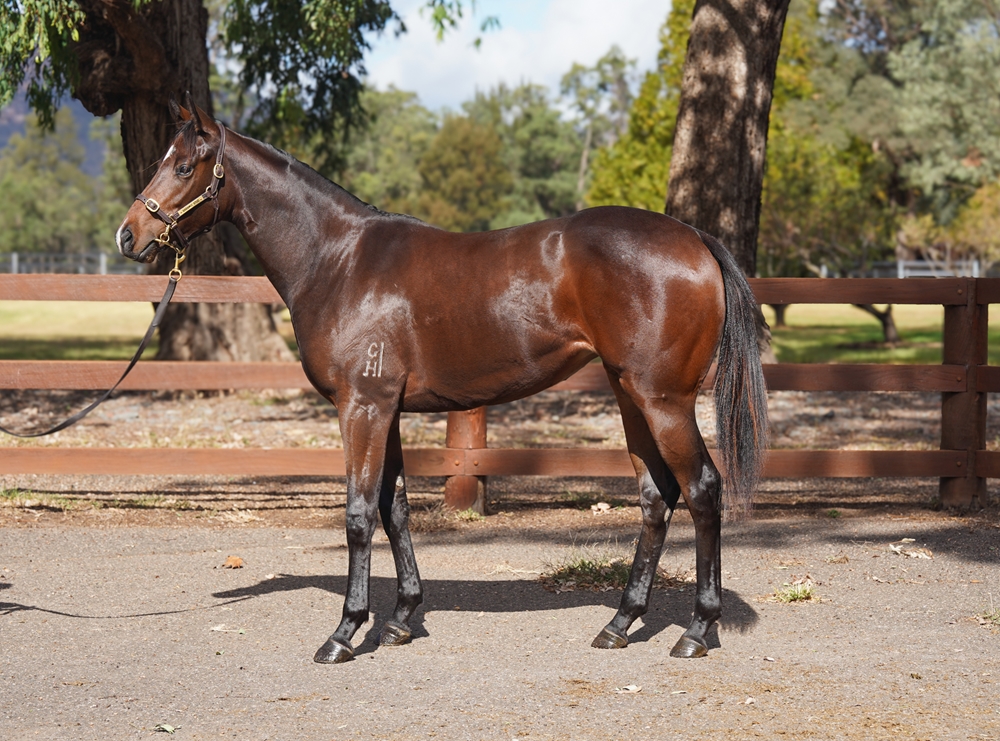 Zoustar (AUS) / Blue Belle of Asia (AUS) 2024 Filly - Image 1