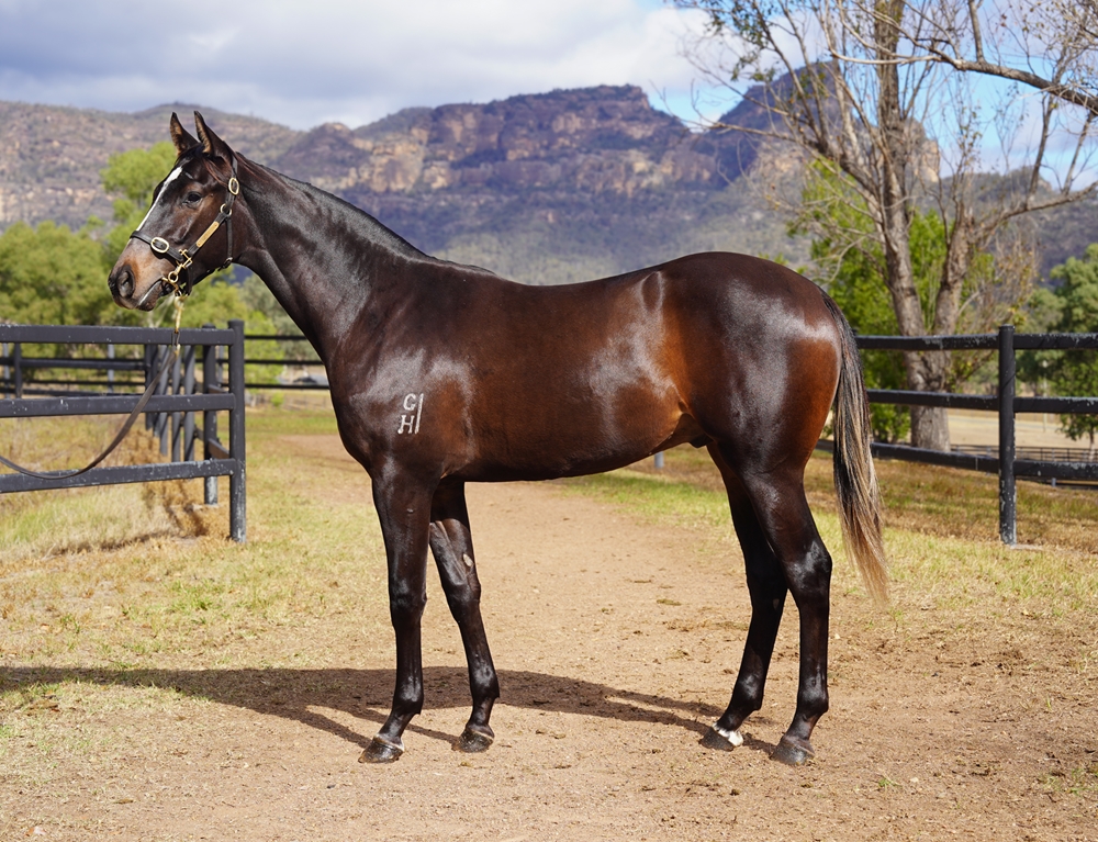 Ole Kirk (AUS) / Devil Moon (AUS) 2024 Colt - Image 1