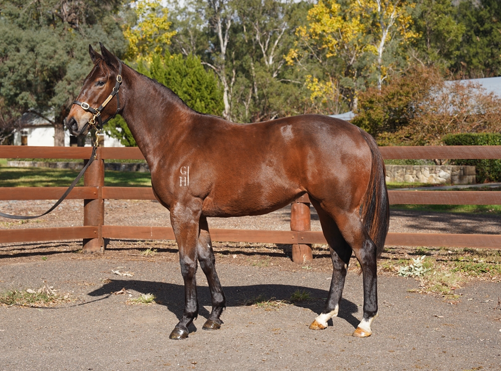Better Than Ready (AUS) / Dowager Duchess (AUS) 2024 Filly - Image 1