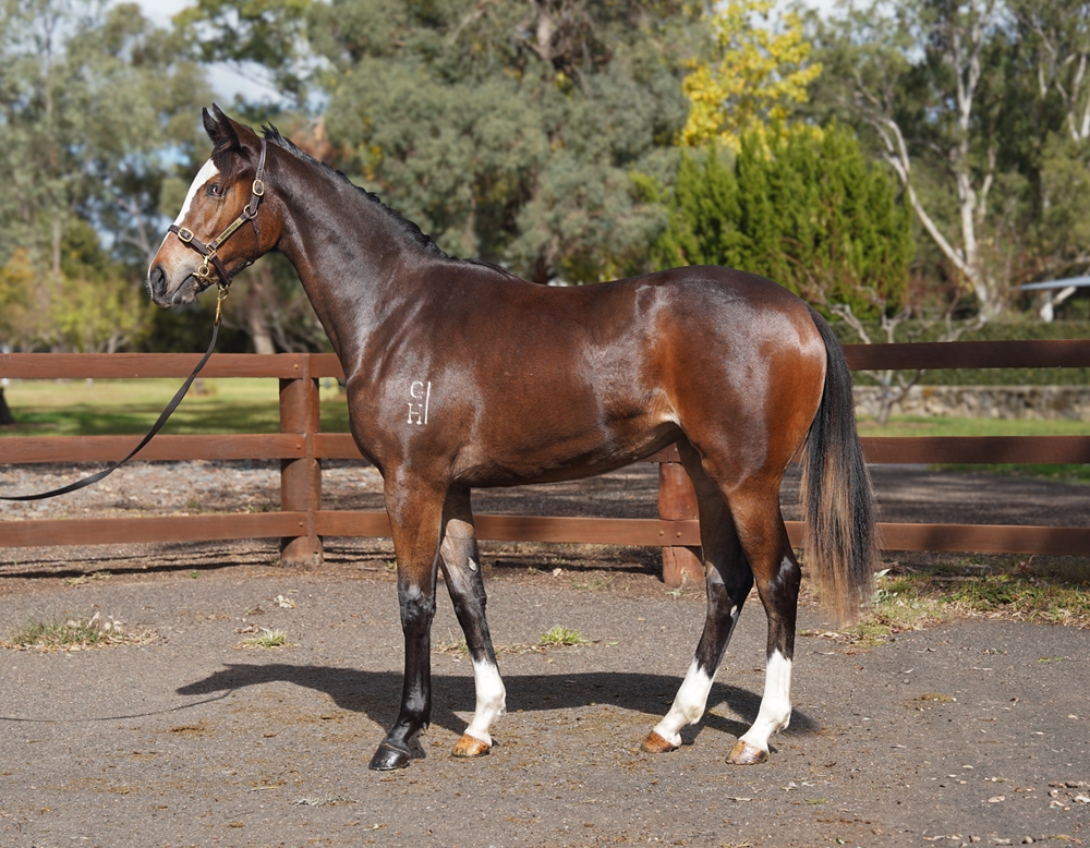 Better Than Ready (AUS) / Eridanus (NZ) 2024 Filly - Image 1