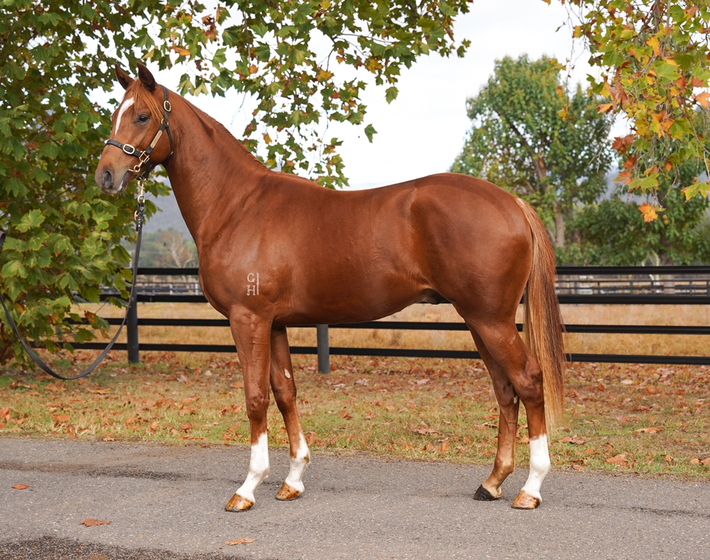 Snitzel (AUS) / Graciousness (AUS) 2024 Colt - Image 1
