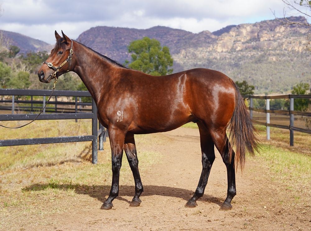 So You Think (NZ) / Improvement (NZ) 2024 Colt - Image 1