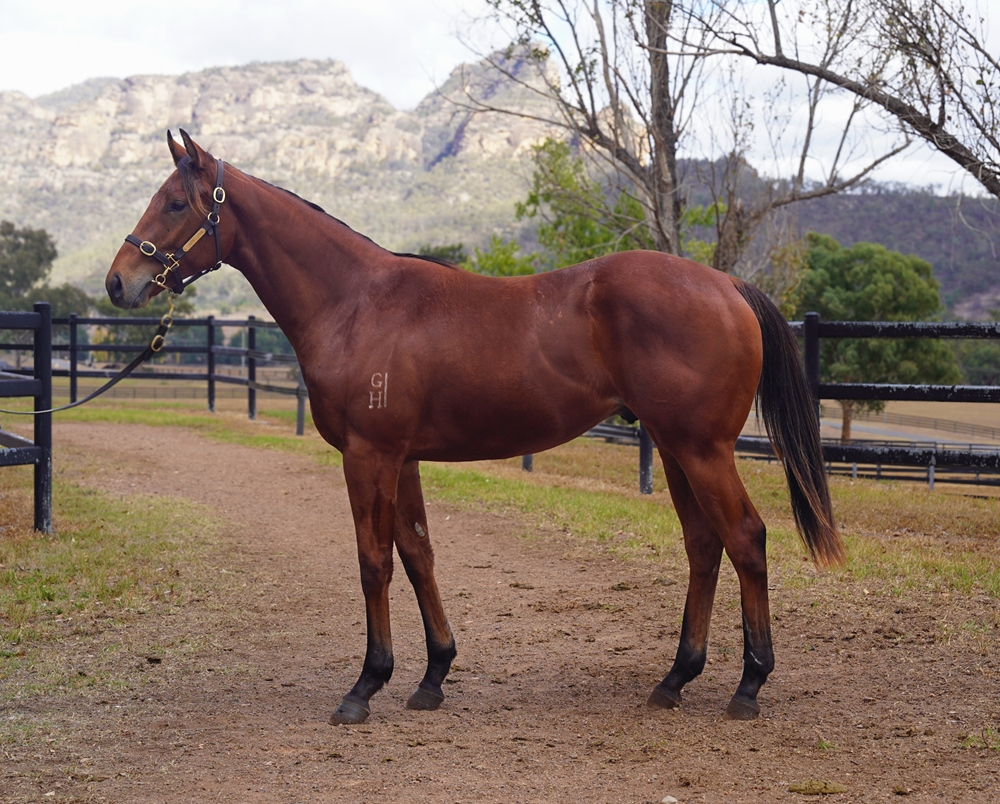 Best of Bordeaux (AUS) / Intellectuals (NZ) 2024 Colt - Image 1