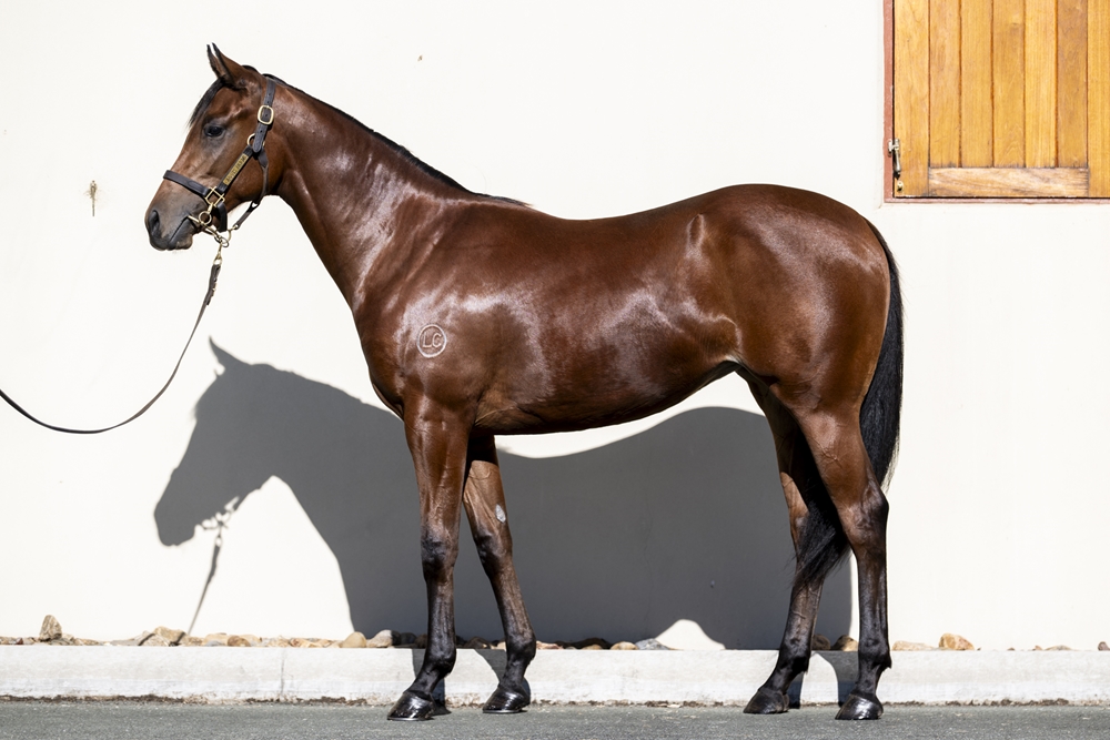 Blame (USA) / Hot Little Thing (USA) 2024 Filly - Image 1