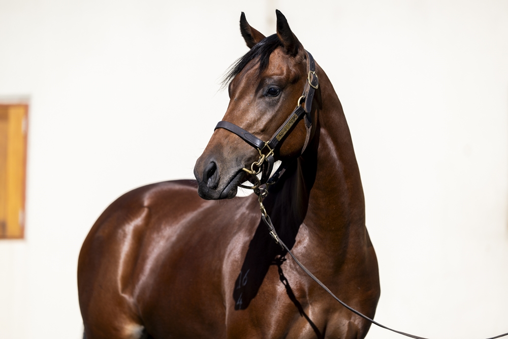 Blame (USA) / Hot Little Thing (USA) 2024 Filly - Image 2