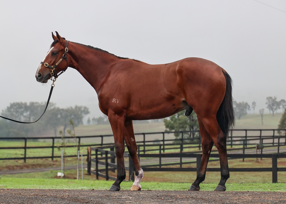 Admire Mars (JPN) / Pink Legacy (AUS) 2024 Colt - Image 1
