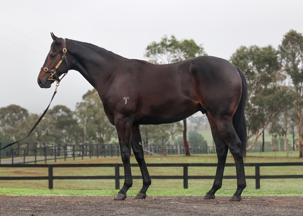Cosmic Force (AUS) / Hamama (NZ) 2024 Colt - Image 1