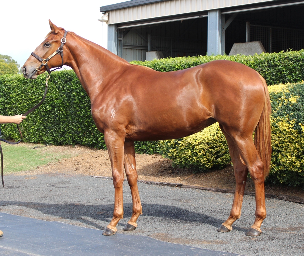 Dracarys (AUS) / Zeffiretta (AUS) 2024 Filly - Image 1