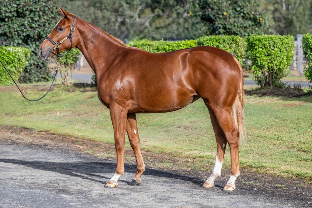 Home Affairs (AUS) / Luck on Sunday (IRE) 2024 Filly - Image 1