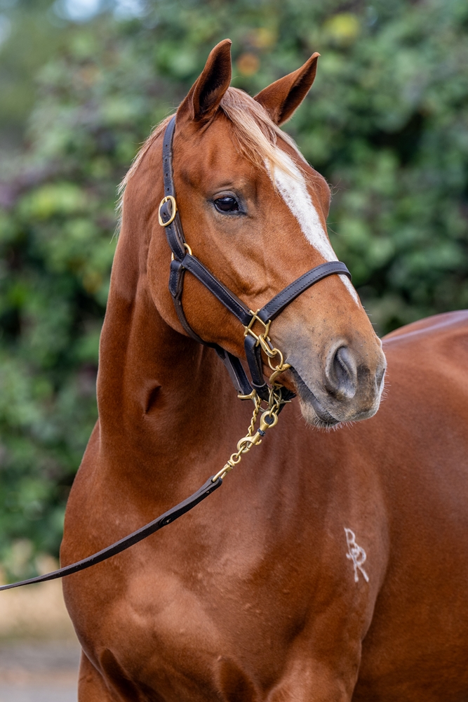 Home Affairs (AUS) / Luck on Sunday (IRE) 2024 Filly - Image 2