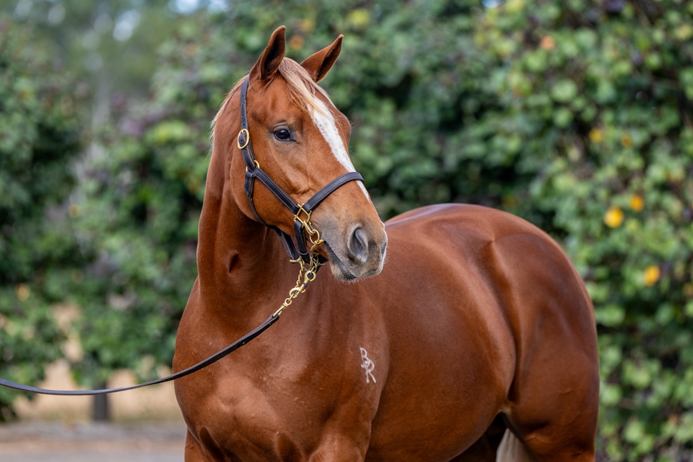 Home Affairs (AUS) / Luck on Sunday (IRE) 2024 Filly - Image 3