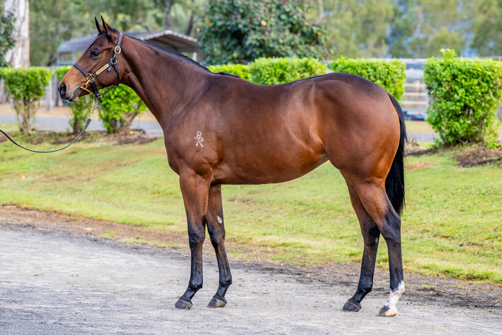 Jacquinot (AUS) / Precautions (AUS) 2024 Filly - Image 1