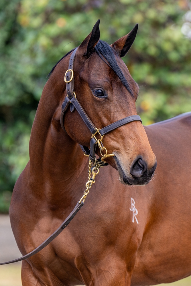 Jacquinot (AUS) / Precautions (AUS) 2024 Filly - Image 2