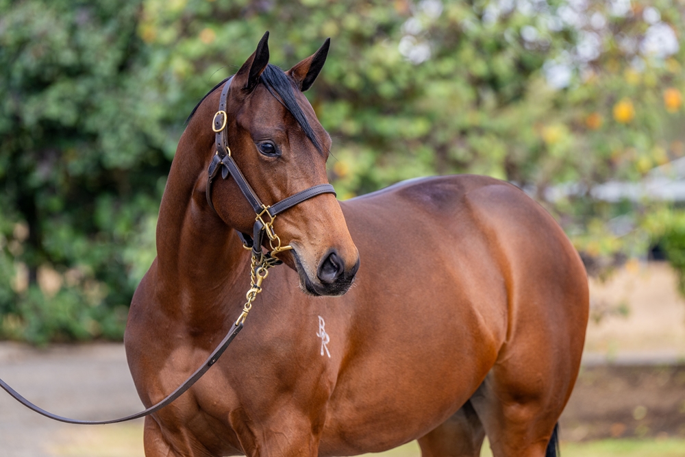 Jacquinot (AUS) / Precautions (AUS) 2024 Filly - Image 3
