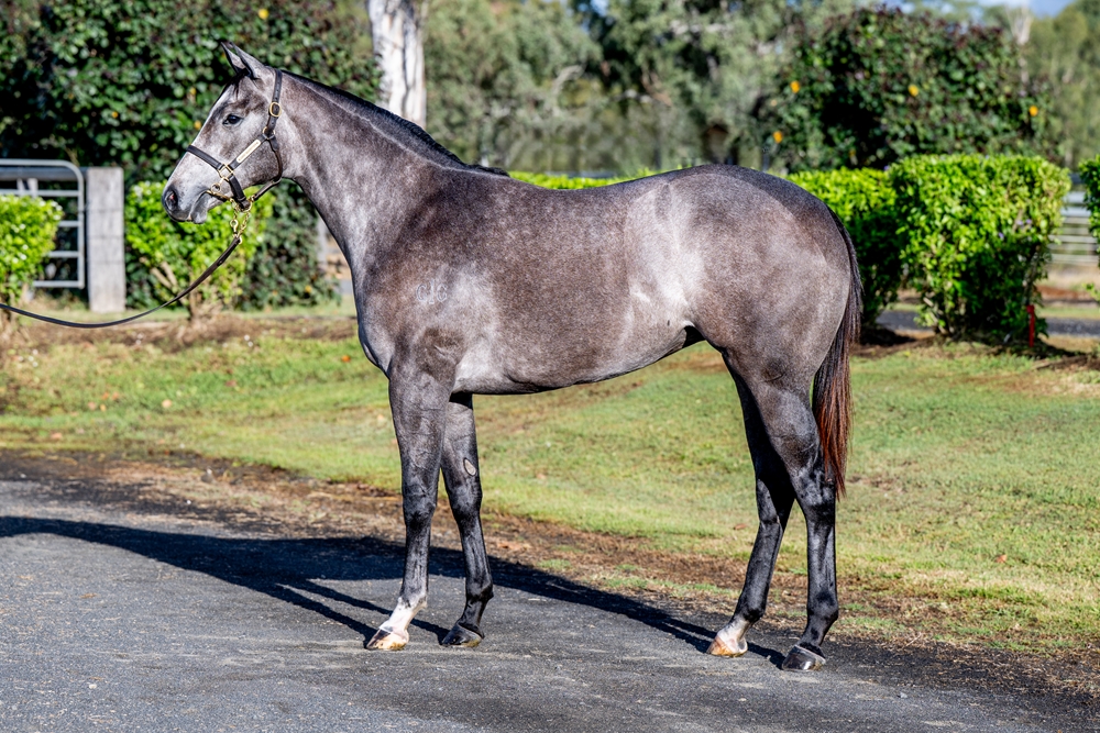 Jacquinot (AUS) / Alice Island (AUS) 2024 Filly - Image 1
