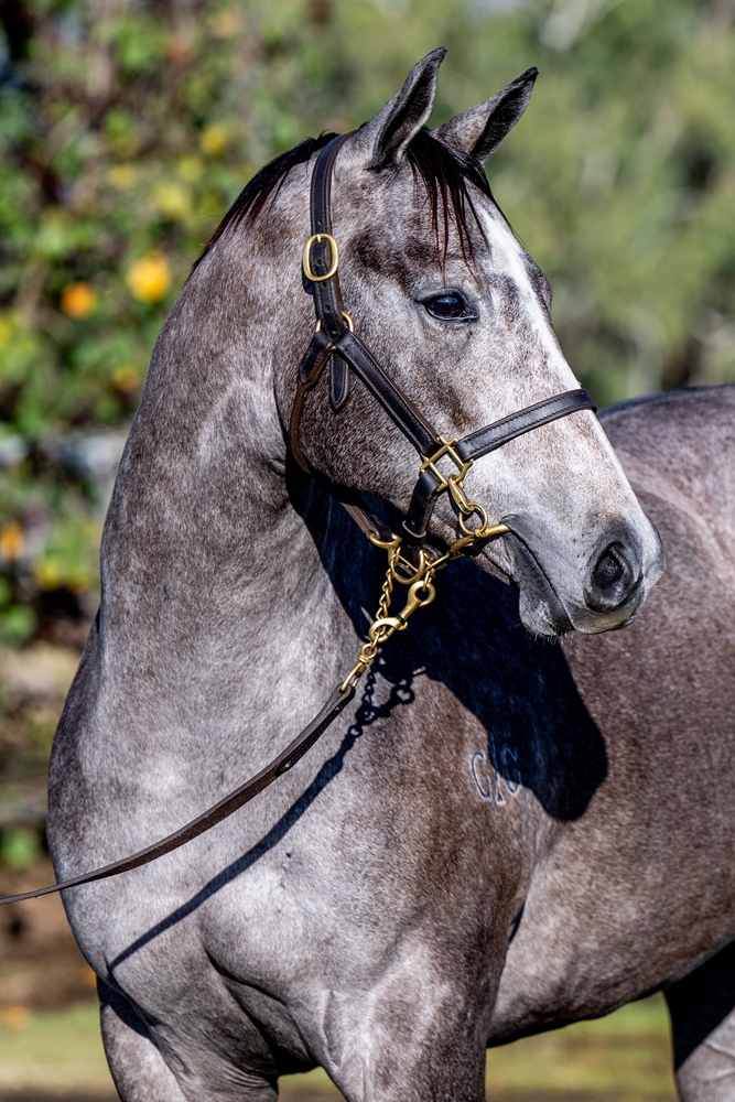 Jacquinot (AUS) / Alice Island (AUS) 2024 Filly - Image 2