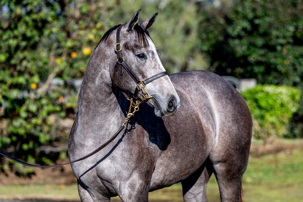 Jacquinot (AUS) / Alice Island (AUS) 2024 Filly - Image 3