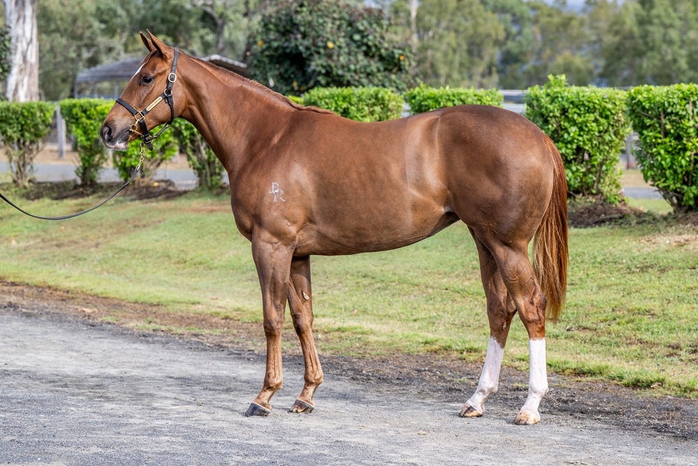 Home Affairs (AUS) / Cartabianca (FR) 2024 Filly - Image 1