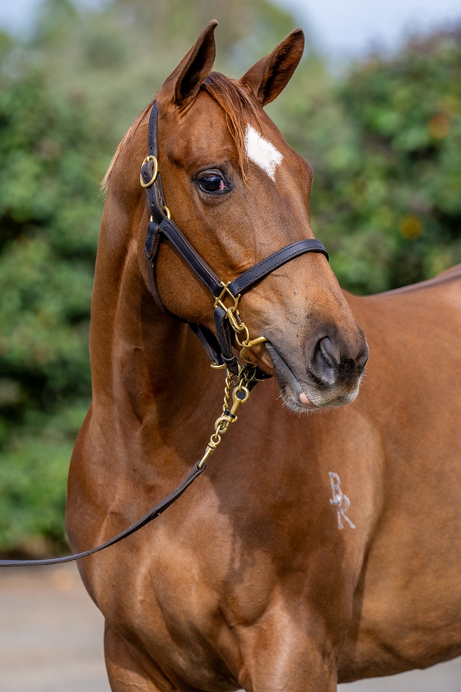 Home Affairs (AUS) / Cartabianca (FR) 2024 Filly - Image 2