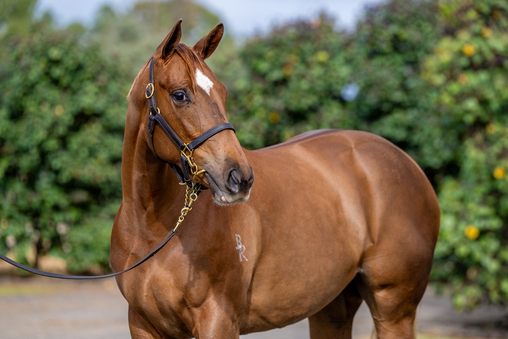 Home Affairs (AUS) / Cartabianca (FR) 2024 Filly - Image 3