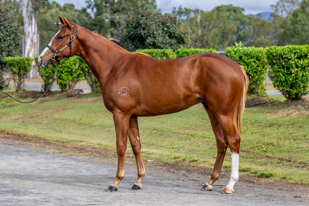 Stronger (AUS) / Dawn Moon (AUS) 2024 Colt - Image 1