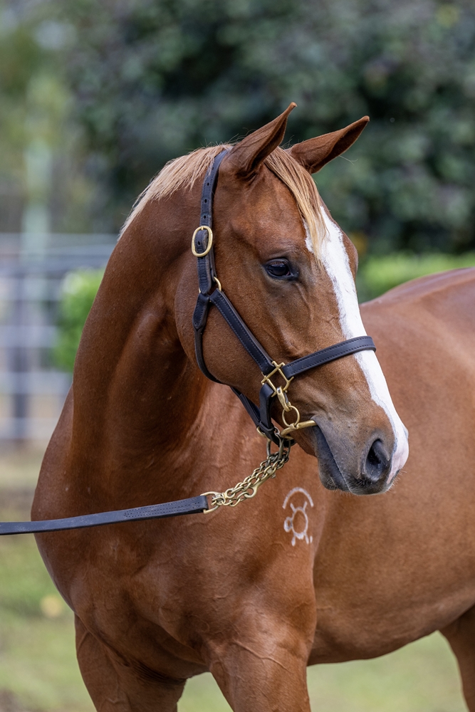 Stronger (AUS) / Dawn Moon (AUS) 2024 Colt - Image 2