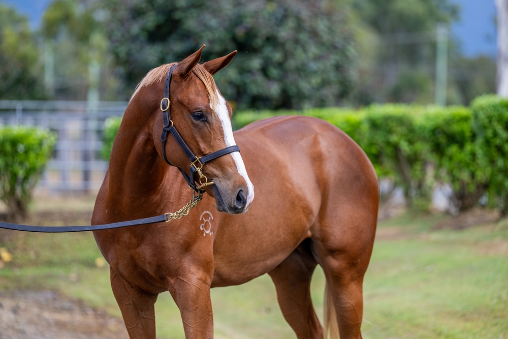 Stronger (AUS) / Dawn Moon (AUS) 2024 Colt - Image 3