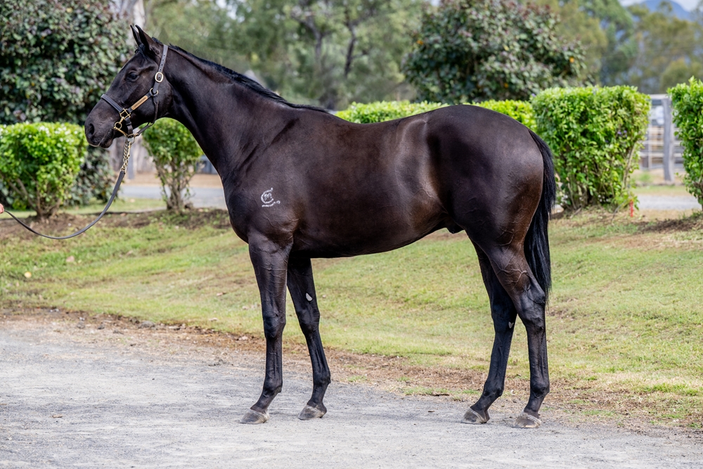 Sooboog (AUS) / Demise (AUS) 2024 Colt - Image 1
