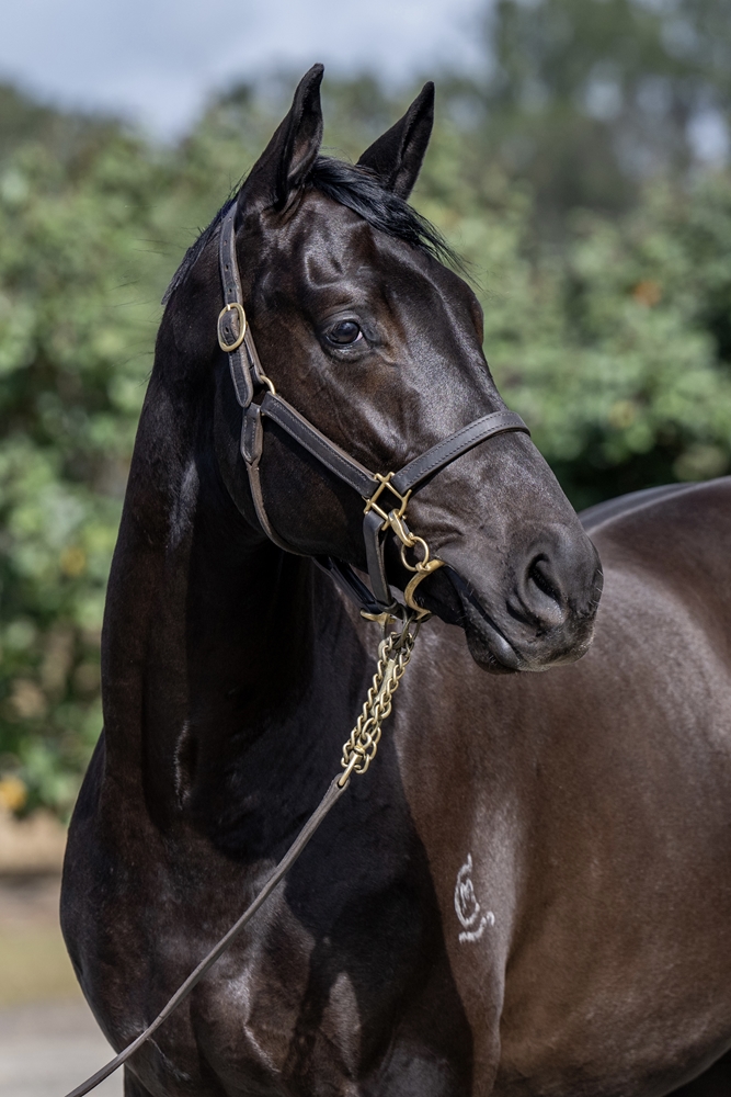 Sooboog (AUS) / Demise (AUS) 2024 Colt - Image 2