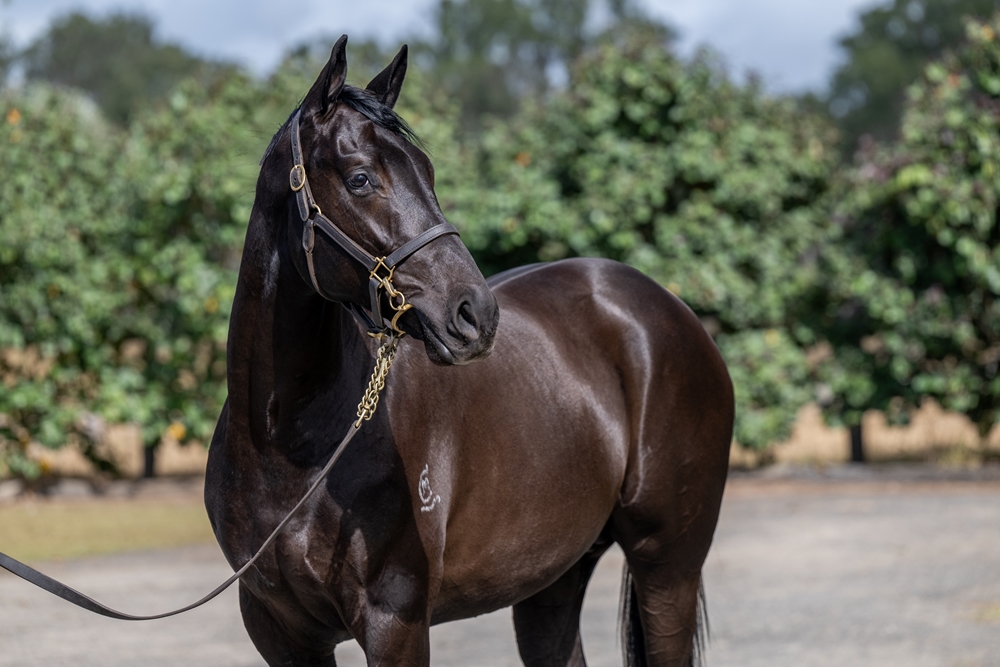 Sooboog (AUS) / Demise (AUS) 2024 Colt - Image 3