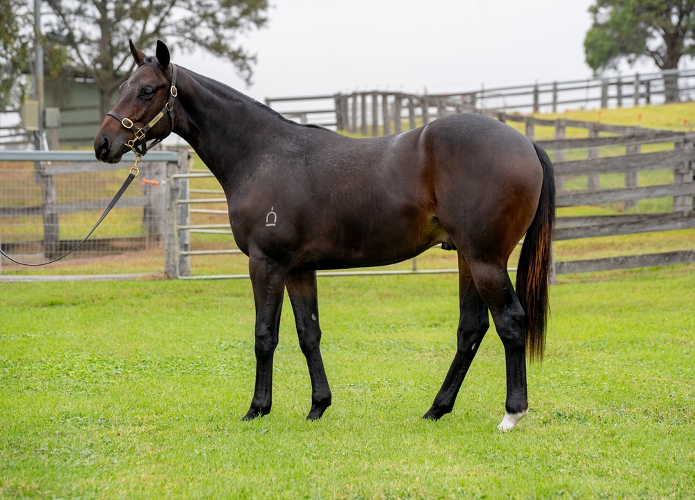 Toronado (IRE) / Daring (AUS) 2024 Colt - Image 1