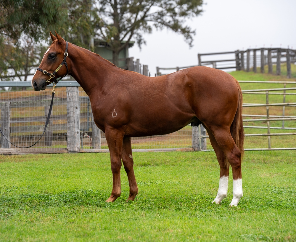 Star Turn (AUS) / Shoo Shoo Shoo (AUS) 2024 Colt - Image 1