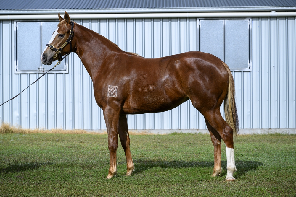 Stronger (AUS) / Praise Songs (AUS) 2024 Filly - Image 1