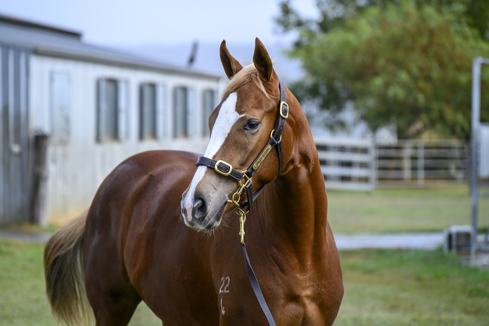 Stronger (AUS) / Praise Songs (AUS) 2024 Filly - Image 2