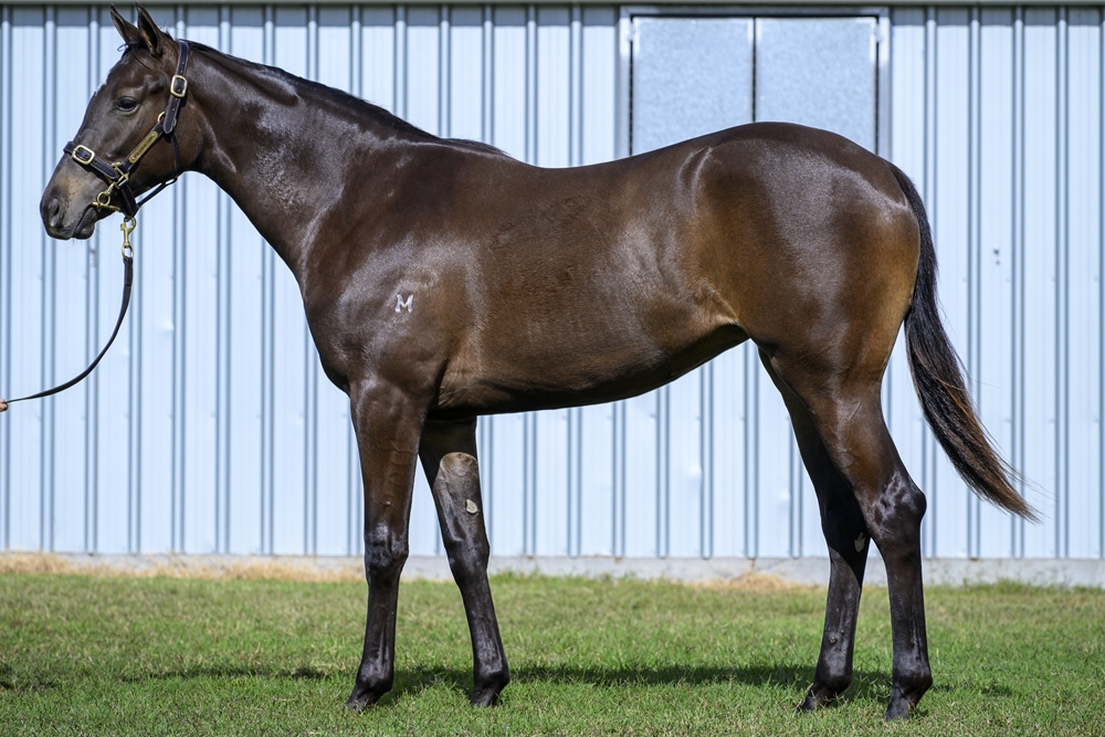 Artorius (AUS) / Spring Tempest (CAN) 2024 Filly - Image 1