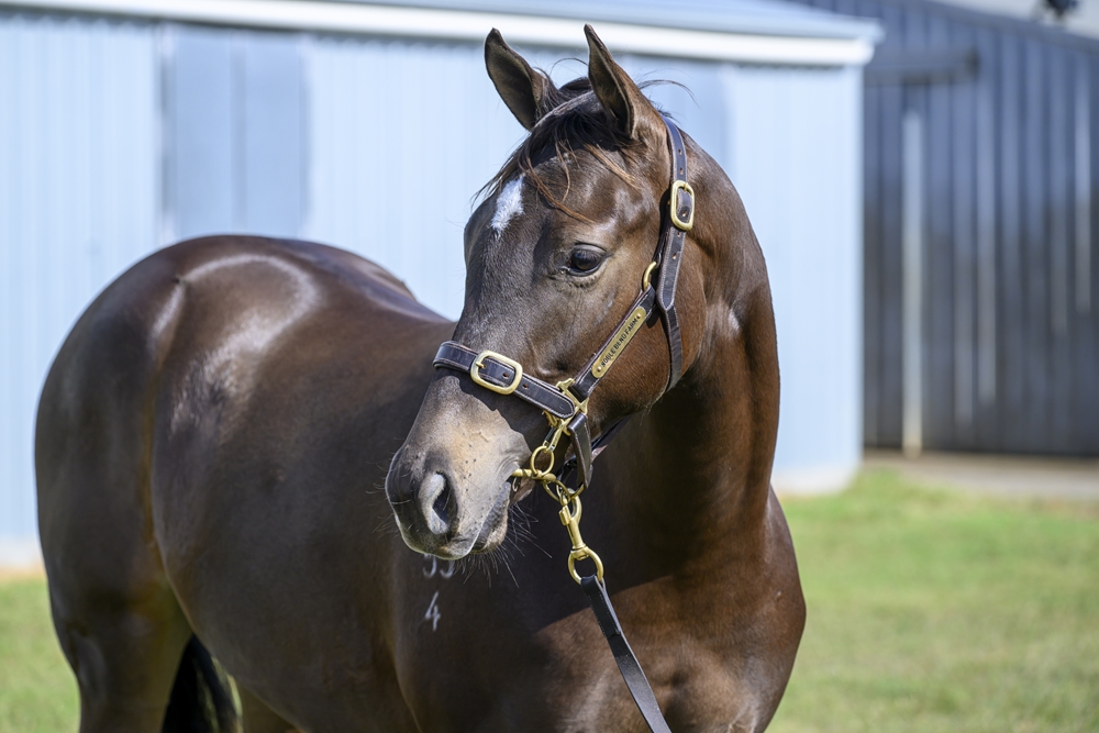 Artorius (AUS) / Spring Tempest (CAN) 2024 Filly - Image 2